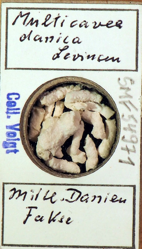 Senckenberg, Bryozoa, Bryozoen, Moostierchen, Sammlung Voigt