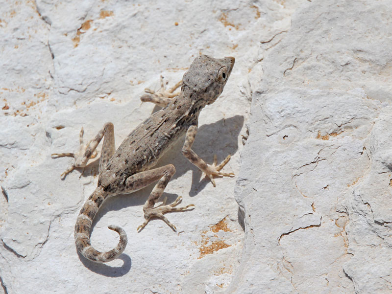 Bild 15 Geckos im Sand