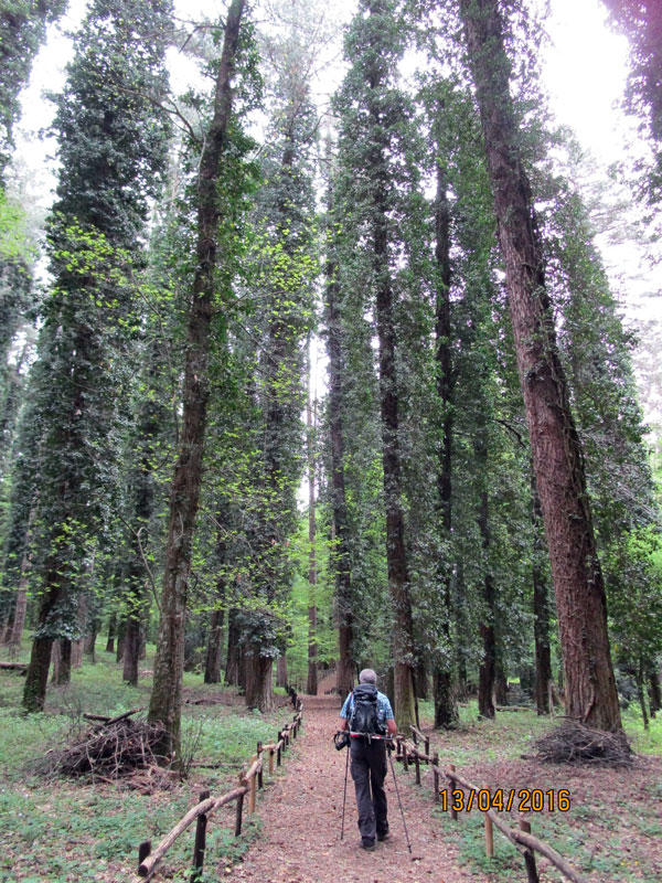 Apulien 2016, Wandern im Nationalpark "Foresta Umbra"