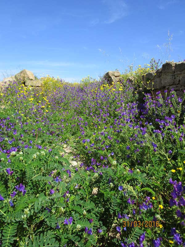 Blumen in der Tempelanlage von Selinunte