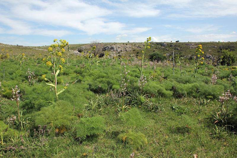 Matera auf der anderen Seite der Schlucht