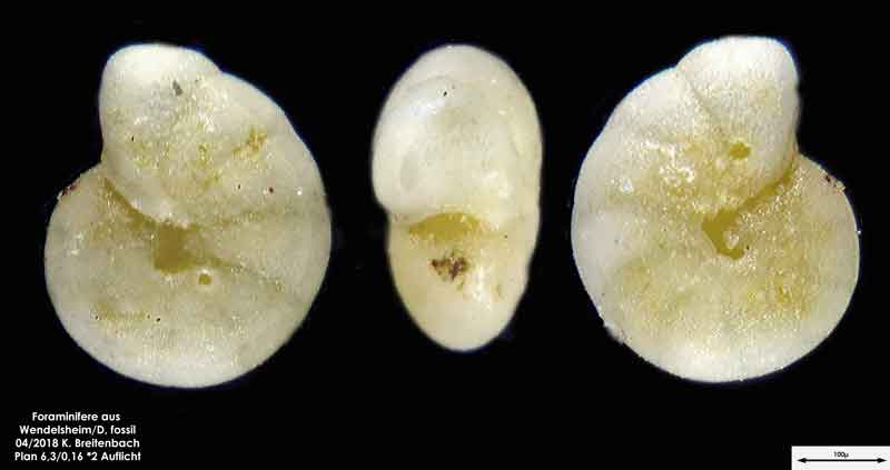 Bild 13 Foraminifere aus einer Sandgrube bei Wendelsheim Art: Melonis umbilicatus (Walker and Jacob 1798)