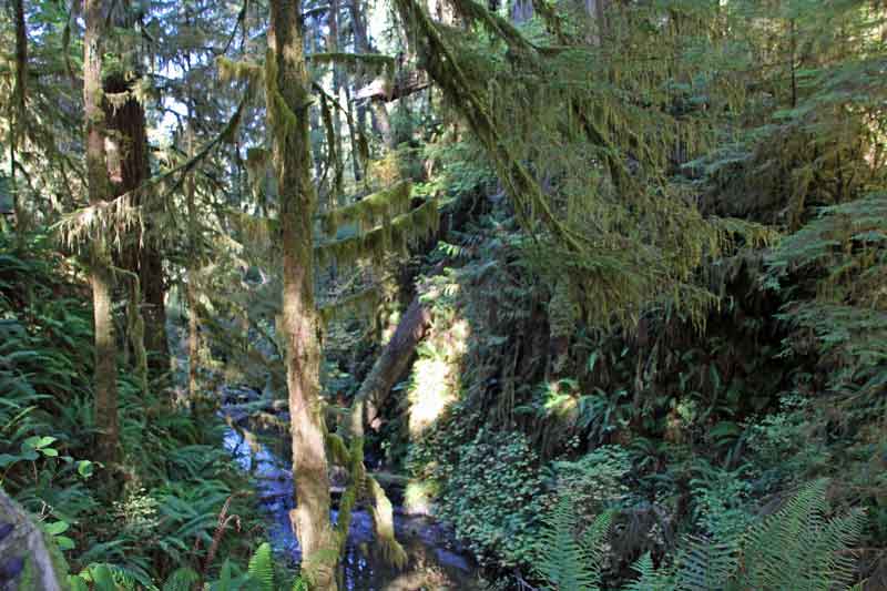 Bild 5 Ein schmaler Pfad führt durch den dichten Regenwald im Quinolt National Forest