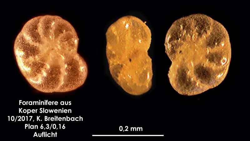 Bild 17 Foraminifere aus Koper/Slowenien Art: spec Haynesina depressula (Walker & Jacob, 1798)