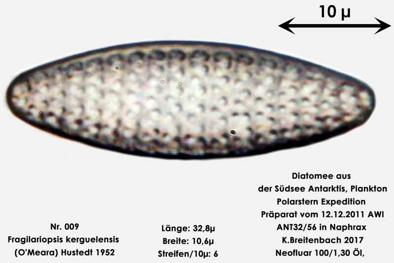 Bild 5 Art: Fragilariopsis kerguelensis (O'Meara) Hustedt 1952