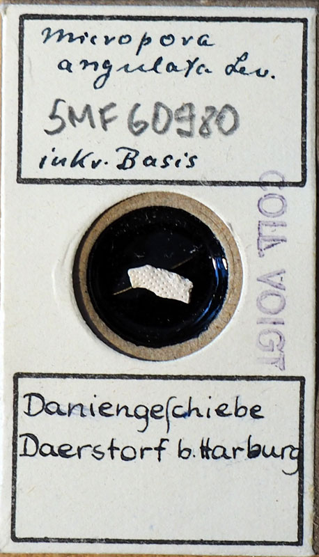 Senckenberg, Bryozoa, Bryozoen, Moostierchen, Sammlung Voigt