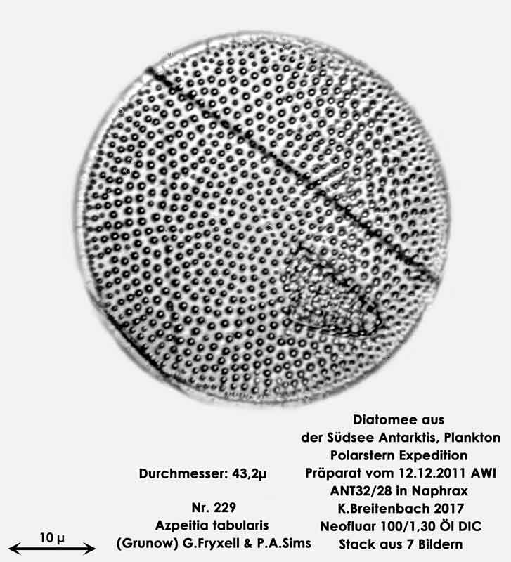 Bild 24 Diatomee aus dem anarktischen Ozean Präparat: ANT32/28; Art: Azpeitia tabularis (Grunow) G.Fryxell & P.A.Sims