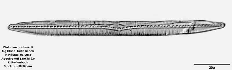 Bild 42 Diatomee aus Hawaii, Big Island, Turtle Beach. Art: Nitzschia socialis W.Gregory 1857