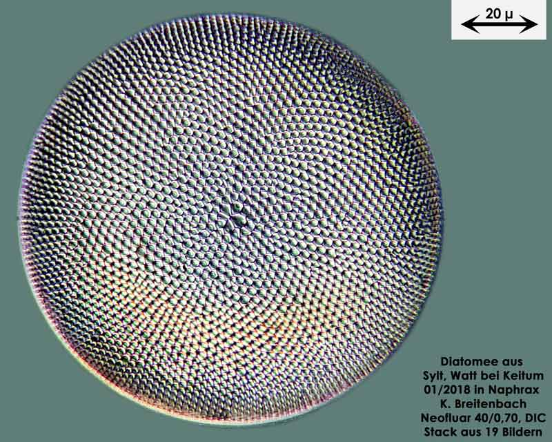 Bild 28 Diatomee aus Sylt/Keitum Watt, Art: Coscinodiscus pavillardii Forti 1922