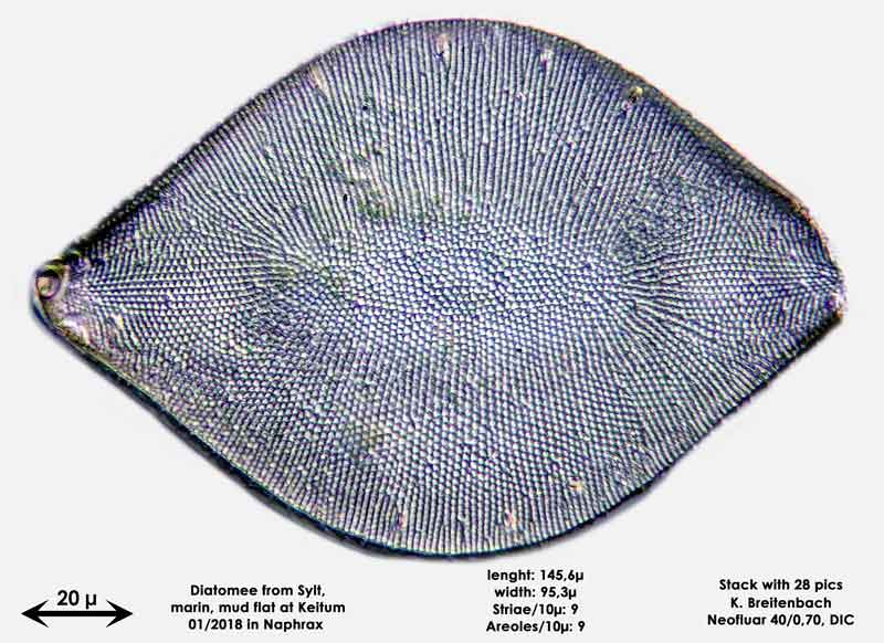 Bild 16 Diatomee aus Sylt/Keitum Watt, Art: Biddulphia rhombus (Ehrenberg) Smith 1854