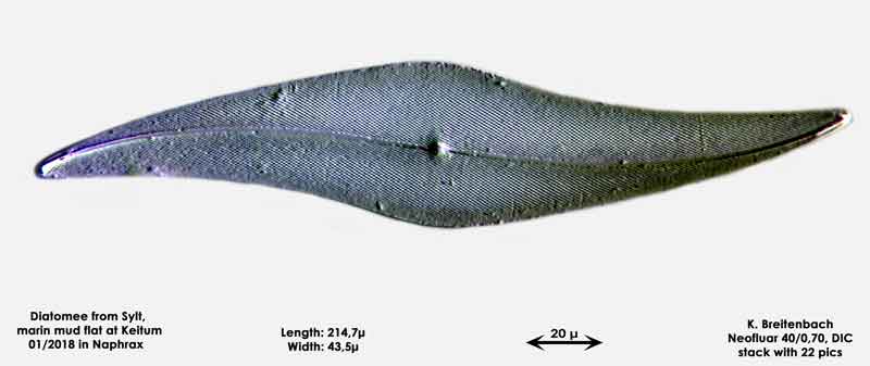 Bild 35 Diatomee aus Sylt/Keitum Watt, Art: Pleurosigma angulatum (J.T.Quekett) W.Smith 1852