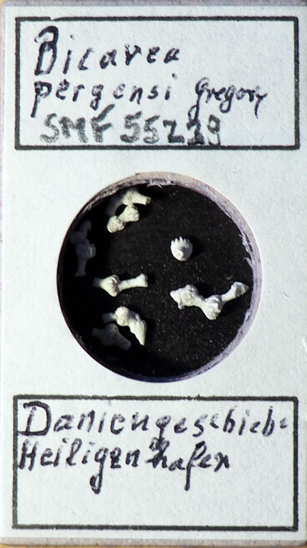 Senckenberg, Bryozoa, Bryozoen, Moostierchen, Sammlung Voigt