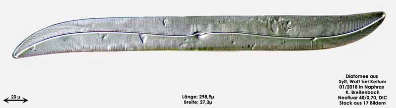 Bild 30 Diatomee aus Sylt/Keitum Watt, Art: Gyrosigma balticum (Ehrenberg) Rabenhorst 1853