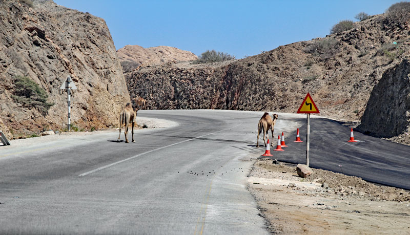 Bild 15 Blick auf die Straße, Kamele sind unterwegs