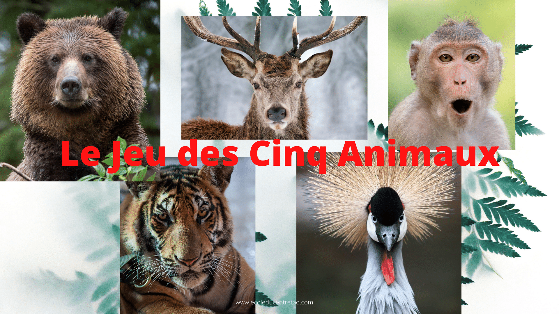 Tout sur le Qi Gong des Cinq Animaux