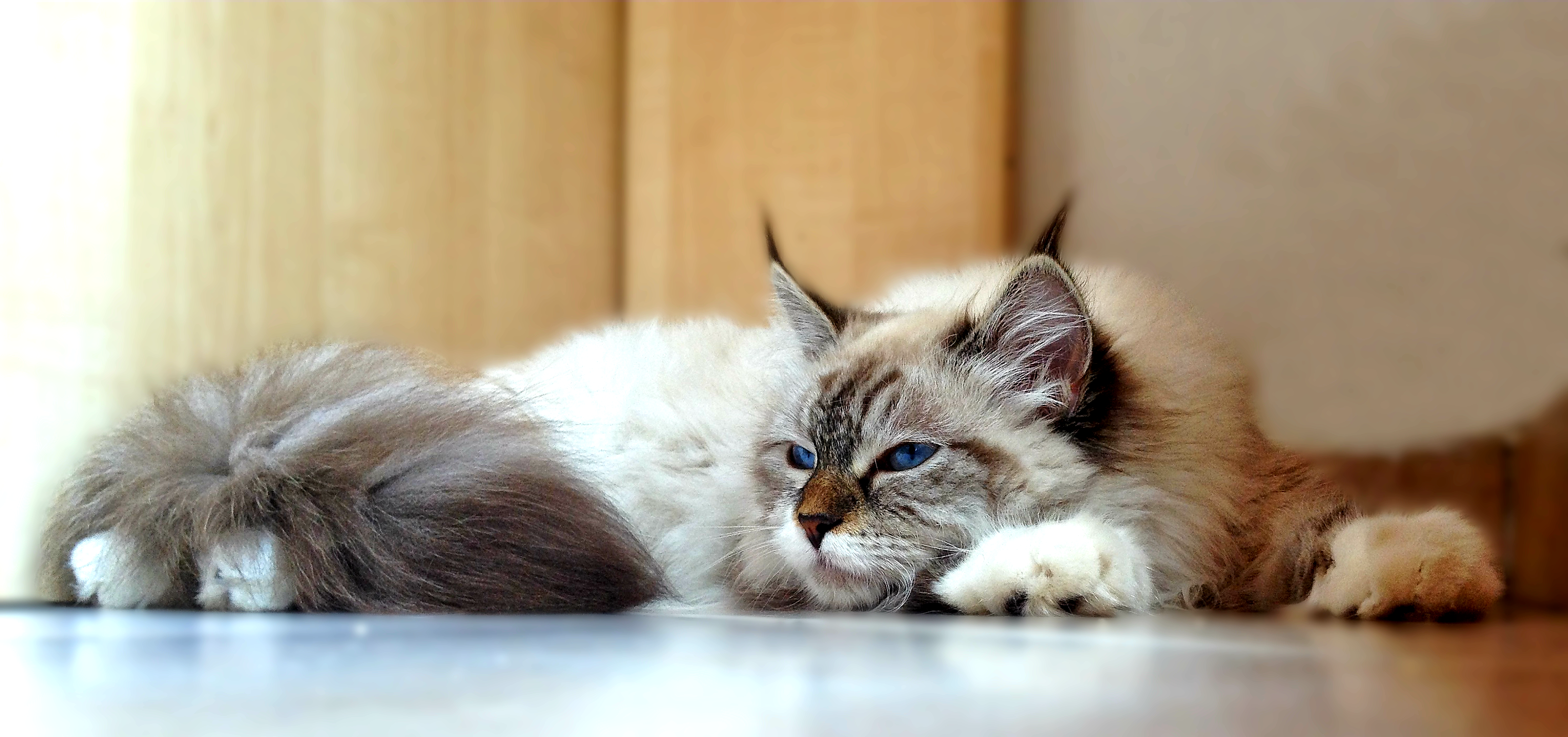 Il Pedigree Passione Siberiana Allevamento Del Gatto Siberiano A
