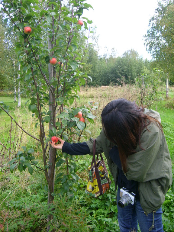 Apples have started growing in the park.