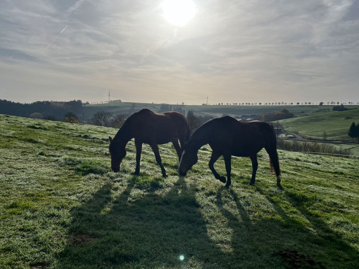 Ferienhaus Landliebe in Dahlem