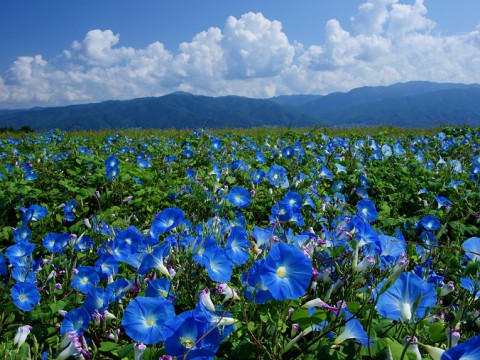8月のお花 Yotsubanoseikotsuin 8月のお花 Yotsubanoseikotsuin