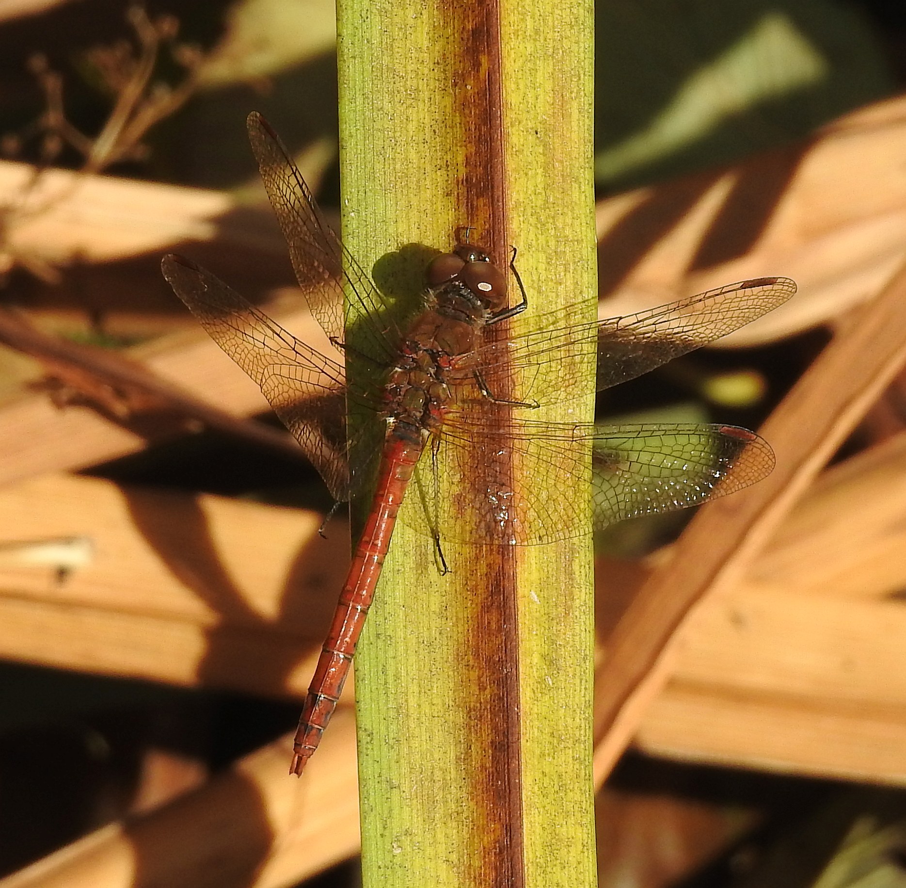 Blutrote Heidelibelle   | Foto: W. Huni