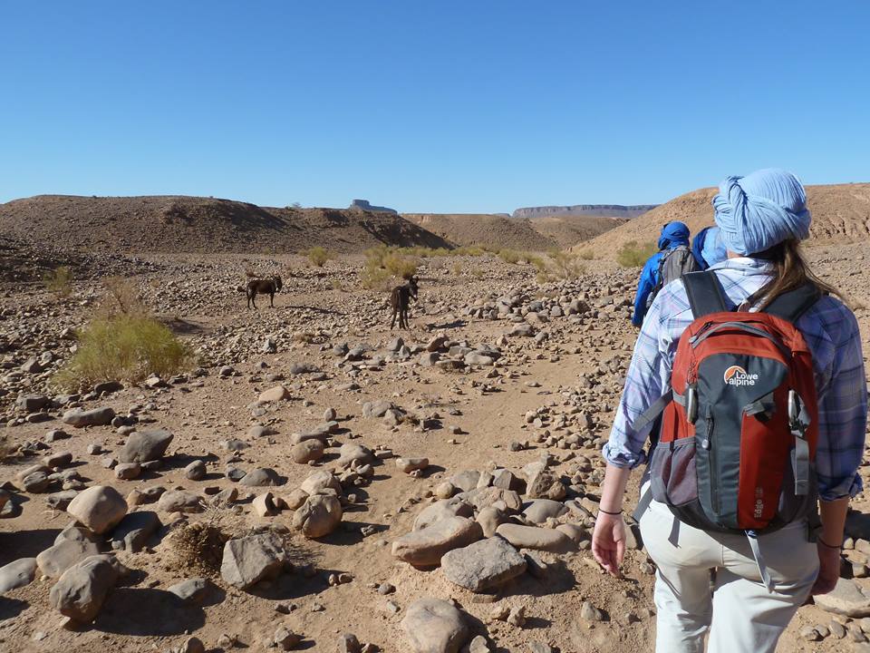 Hamada - il deserto roccioso del Sahara