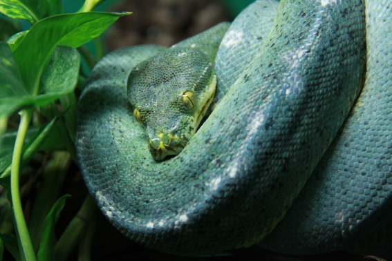 Baumpython Morelia azurea utaraensis Jayapura