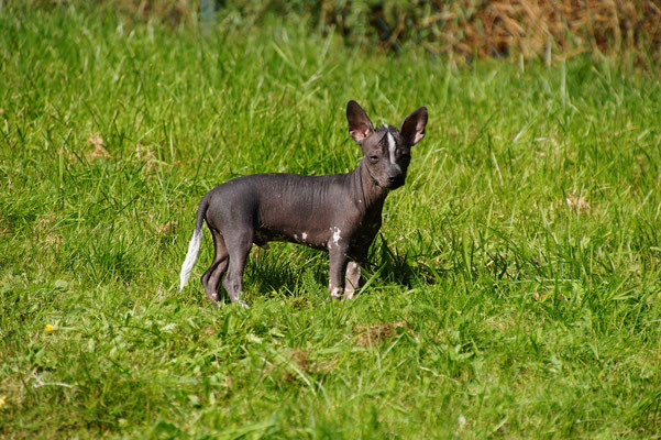 Dogsitter Merzig