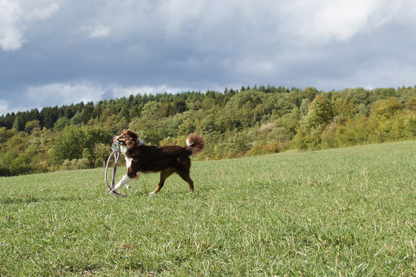 Hundebetreuung Merzig