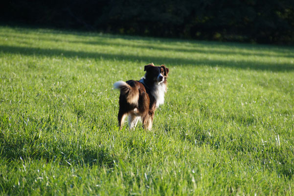 Hundebetreuung Merzig