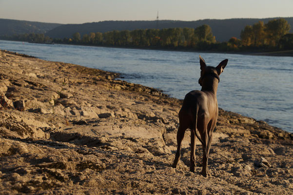 Dogsitter Merzig