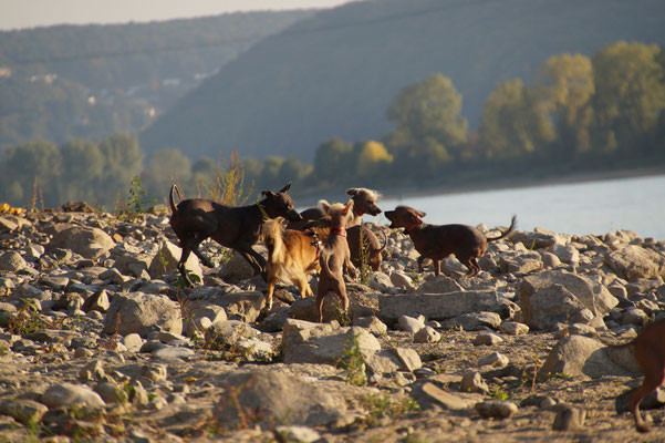 Dogsitter Merzig