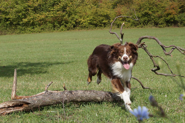 Hundebetreuung Merzig