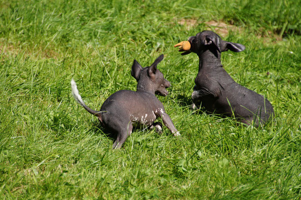 Dogsitter Merzig