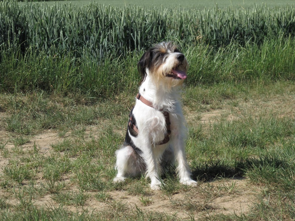 Kann ich dann gleich in den Fuchshaufen?