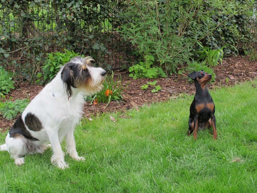 Fotos im Garten