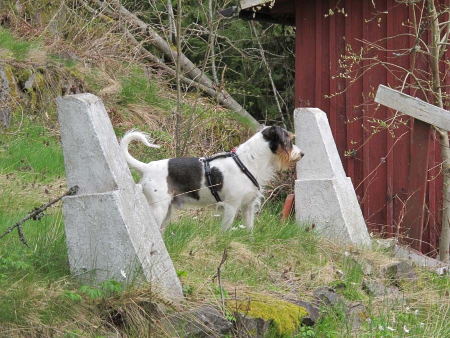 Auch in Nachbars Garten hält er Ausschau