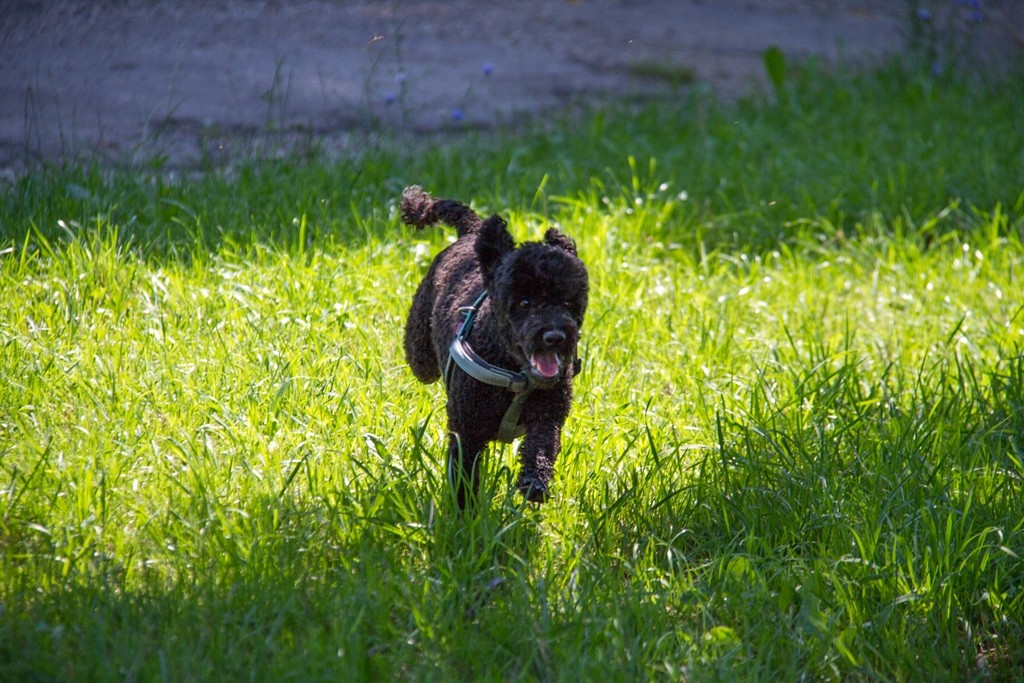 Pudeldame Busca, auch eine Rennmaus :-)