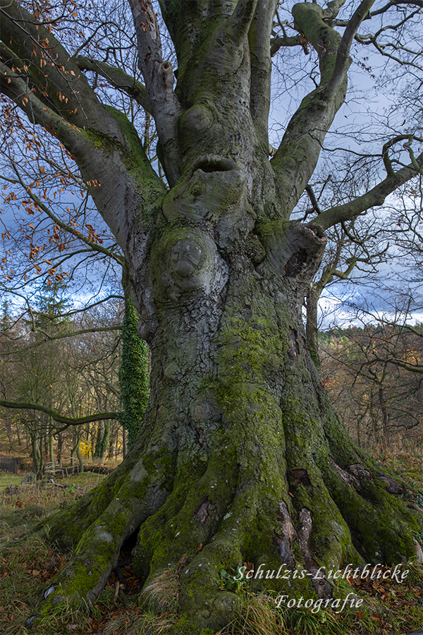 Waldwesen