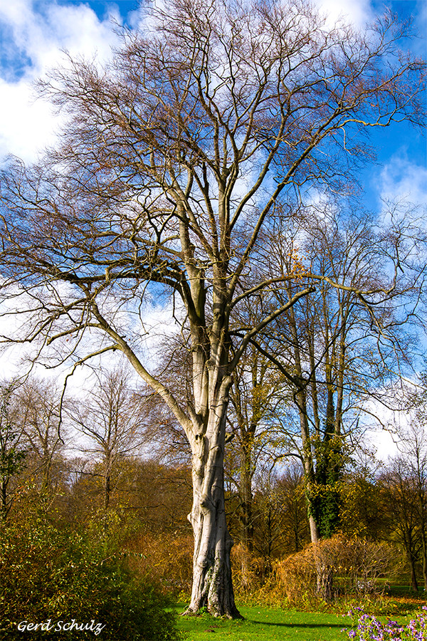 Baum im Herbst