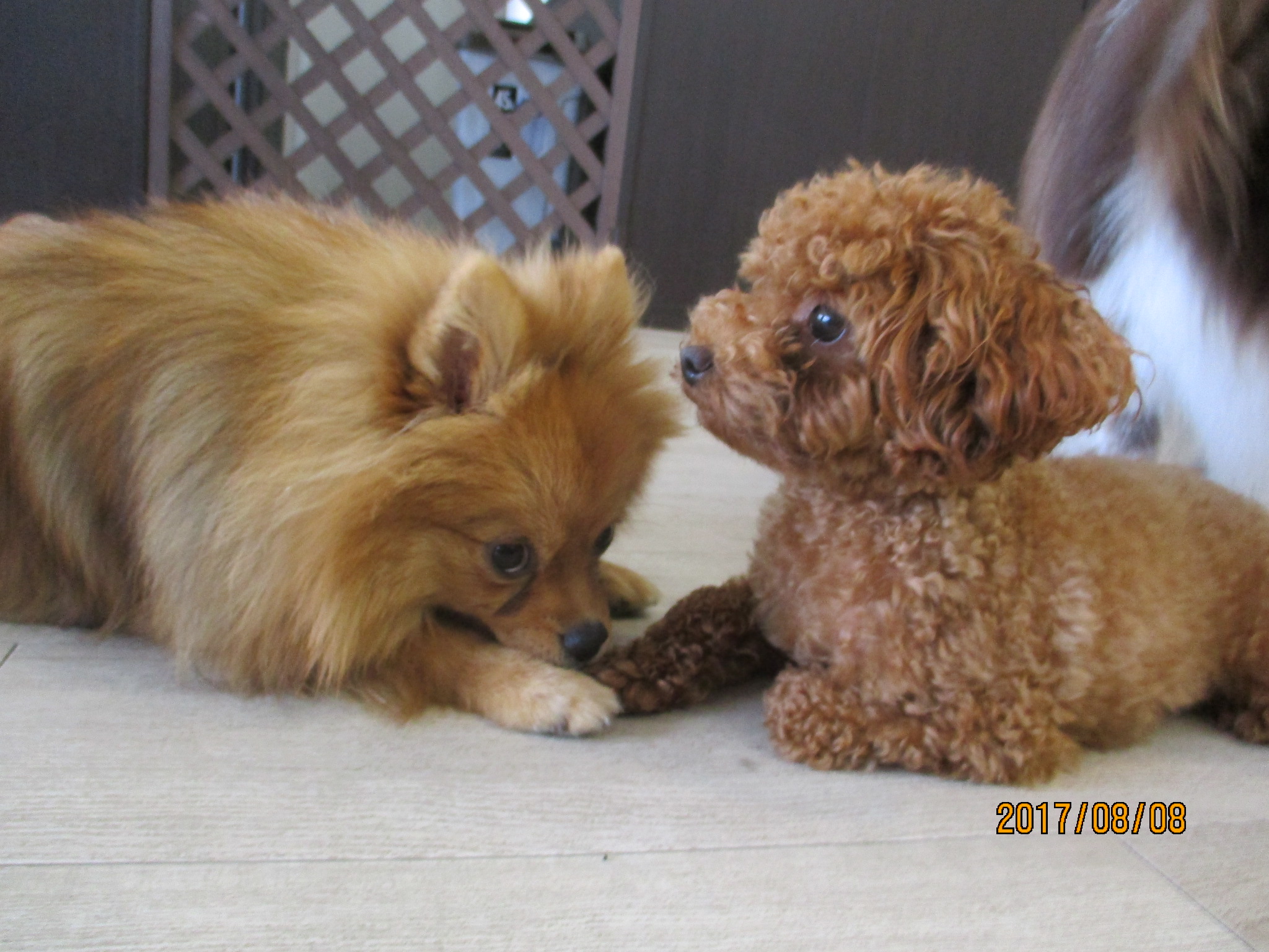 犬の保育園Ｂａｂｙ・しつけ