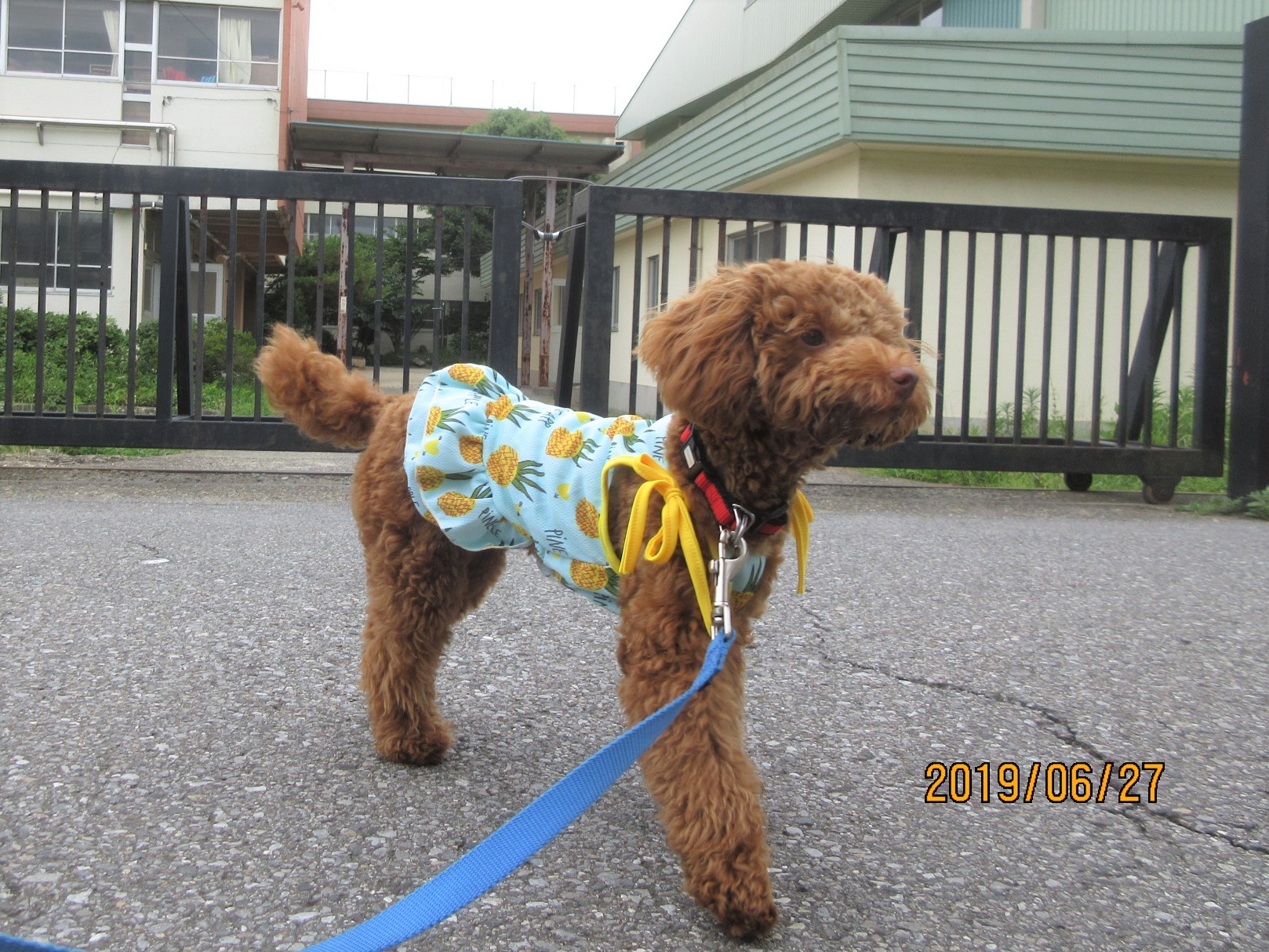 犬の保育園Baby・犬・犬のしつけ・犬の社会化