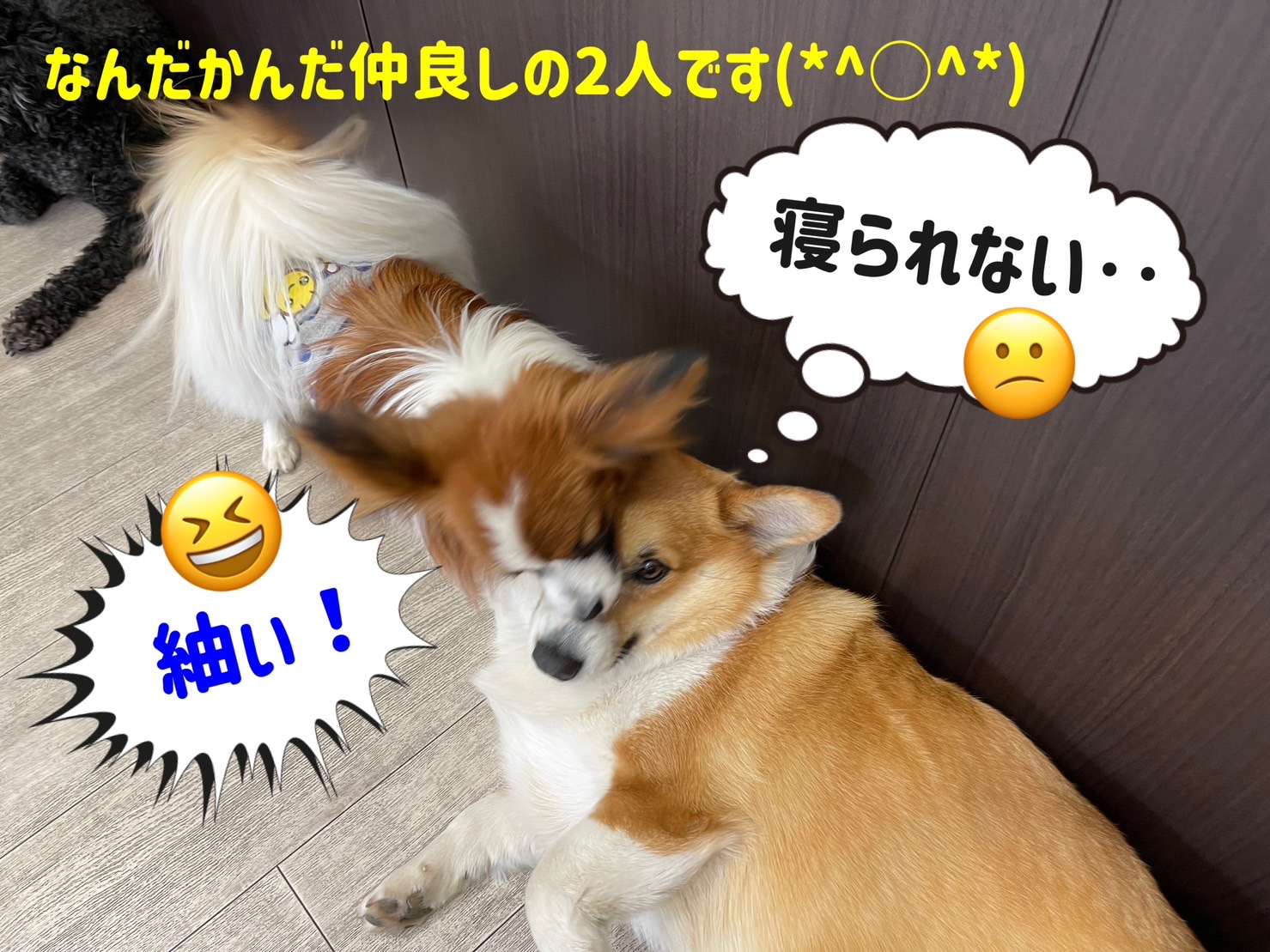 犬の保育園Baby・保育園・しつけ・犬