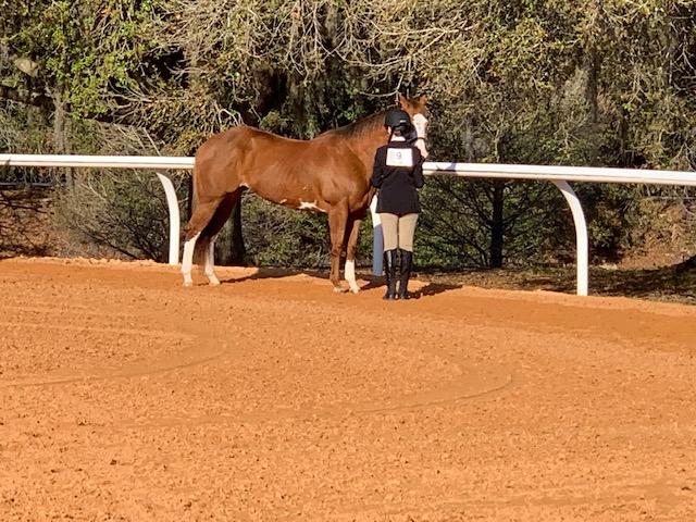 Dirty Jeans Horse Show 2022