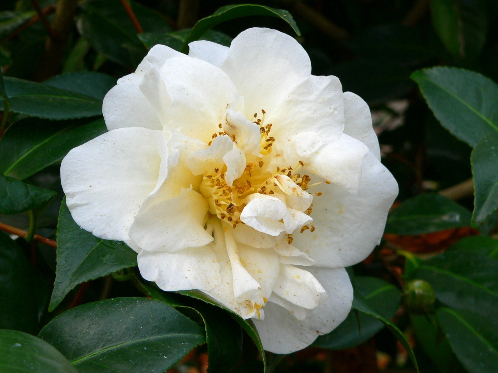 'WHITE EMPRESS'                                            (SCIDF 77001)