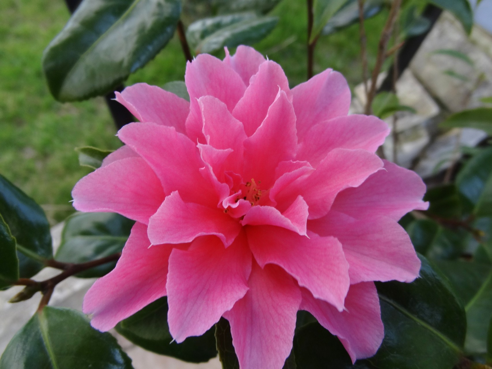 'PINK DAHLIA'                                               (SCIDF 77001)