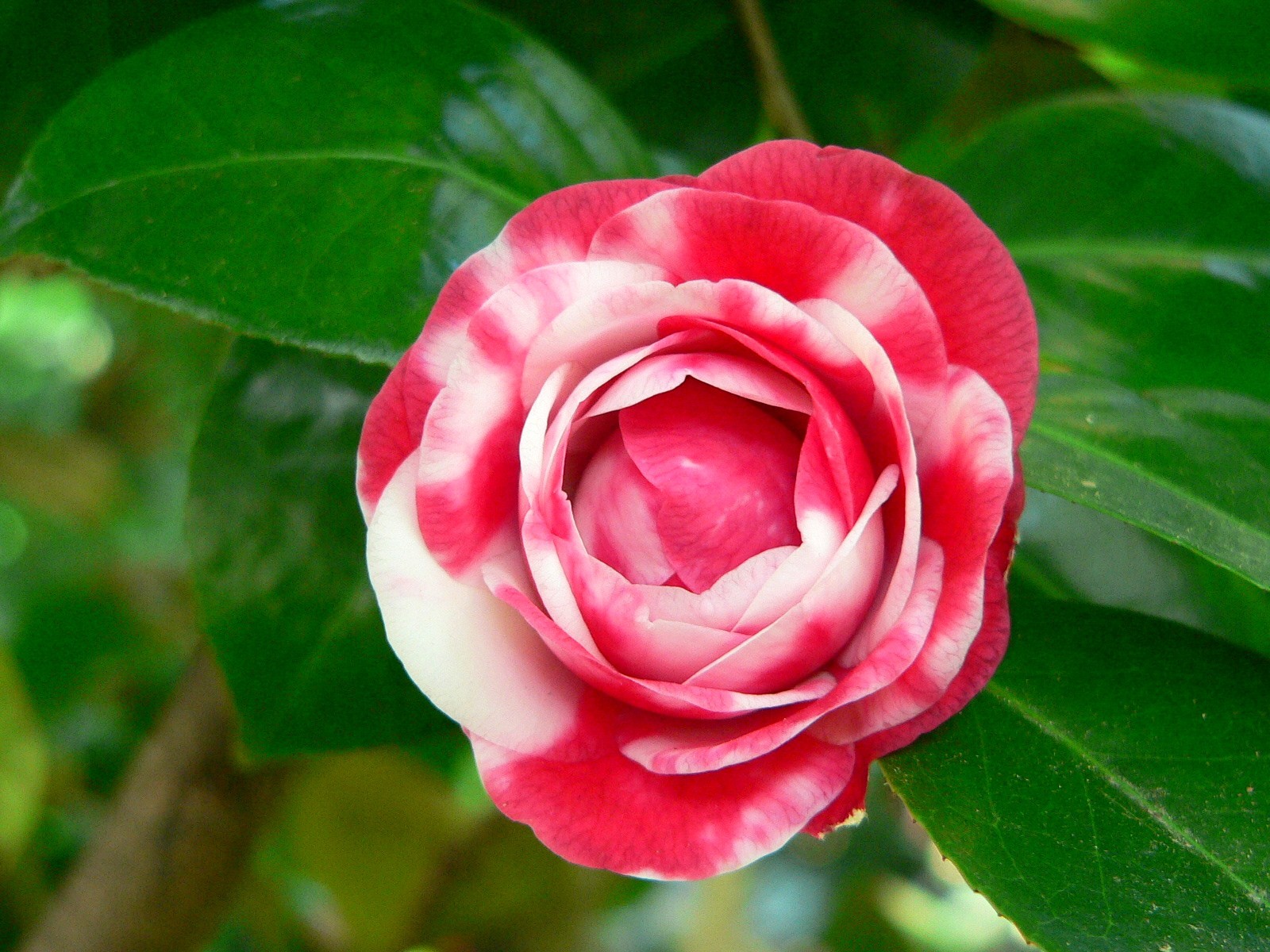 'MARGHERITA COLEONI VARIEGATED'       (SCIDF 77001) 