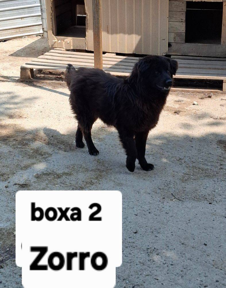 Zorro