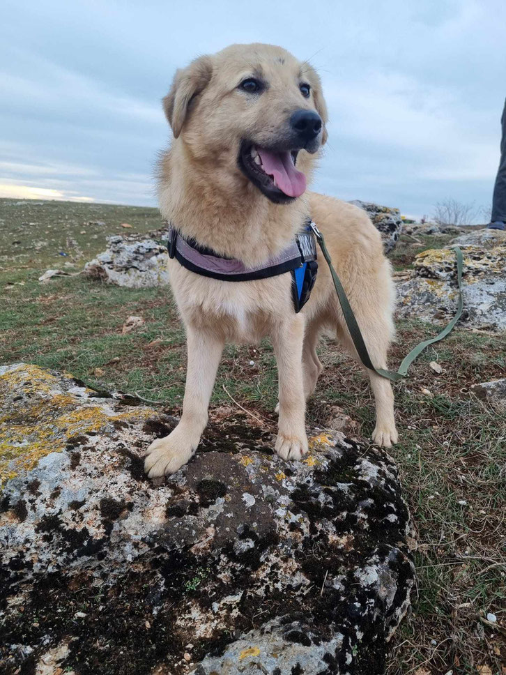 Peppino