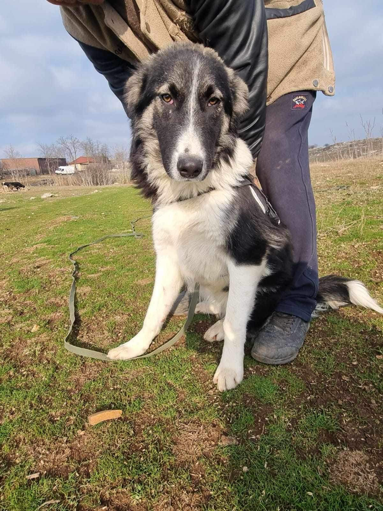 Sonja