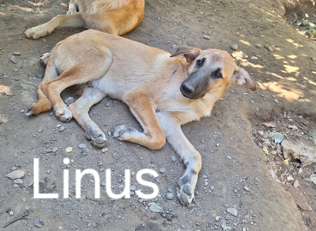 Linus